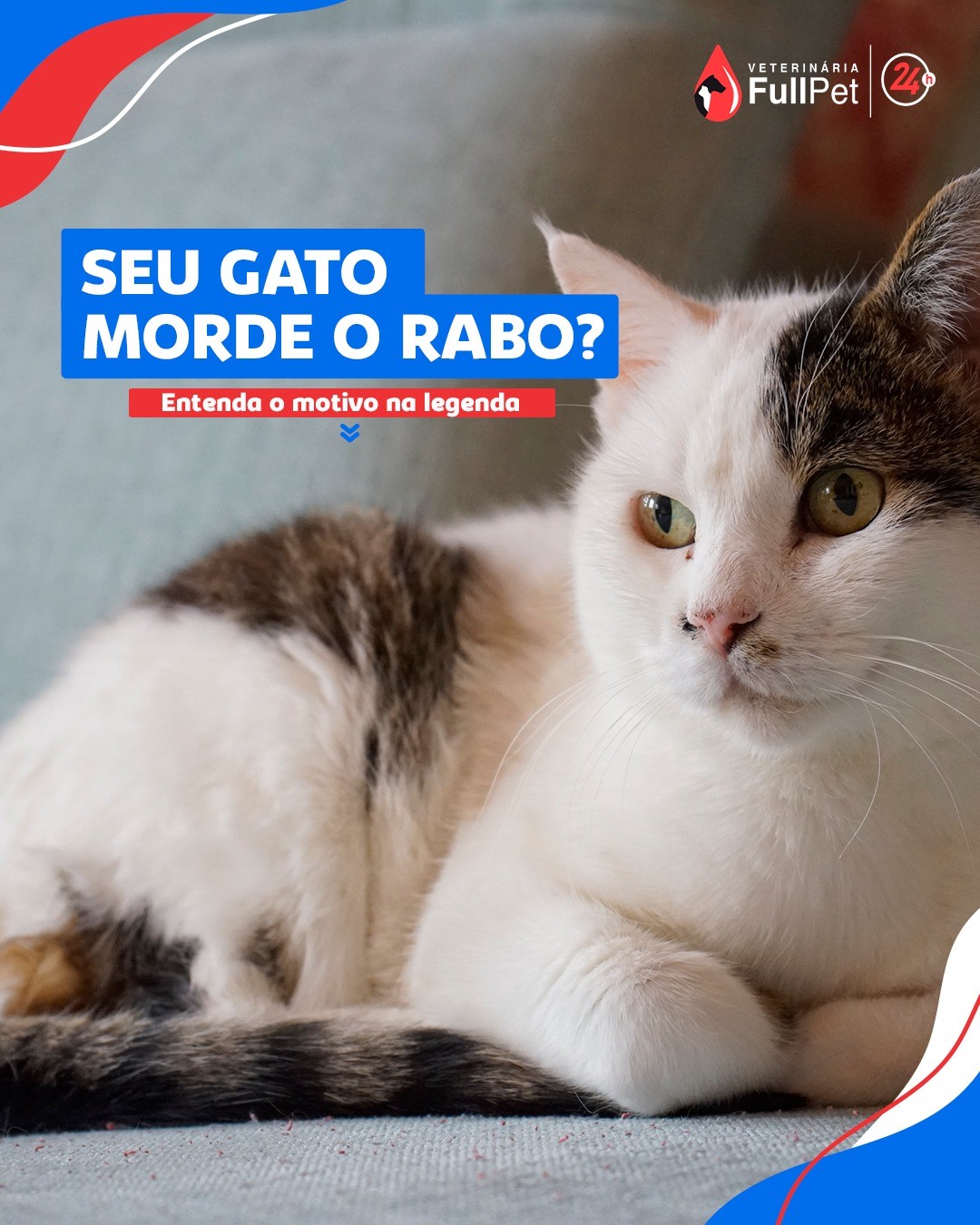 Seu gato fica mordendo o próprio rabo o tempo todo?.Esse comportamento pode ter diversas origens. Uma das possibilidades é o estresse, que é gerado po...